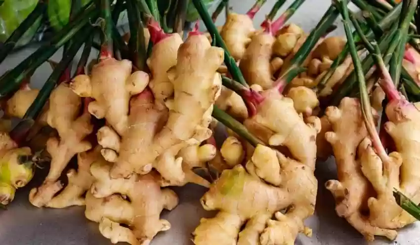 thai ginger