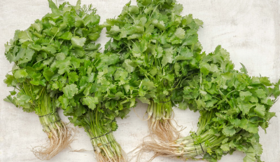 parsley vs cilantro