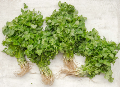 parsley vs cilantro