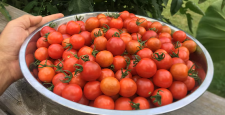 sweetest cherry tomatoes - TheHofGarden