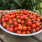 sweetest cherry tomatoes - TheHofGarden