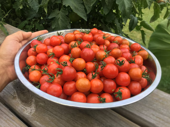 sweetest cherry tomatoes - TheHofGarden