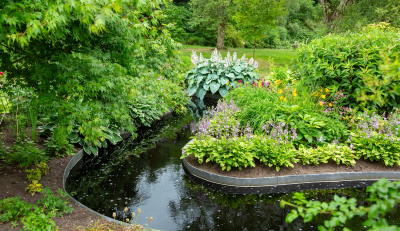 what to do with hostas in the fall