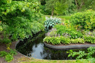 what to do with hostas in the fall