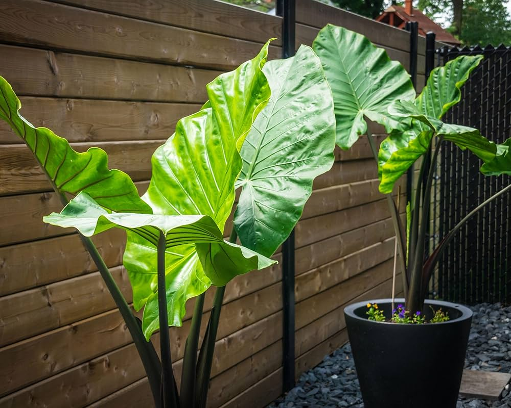 elephant ear alocasia