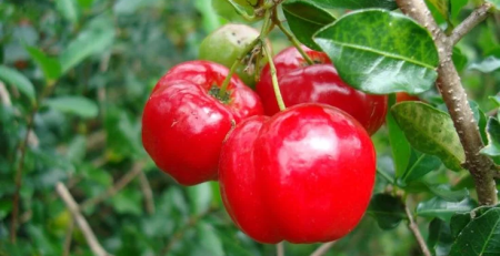 barbados cherry tree