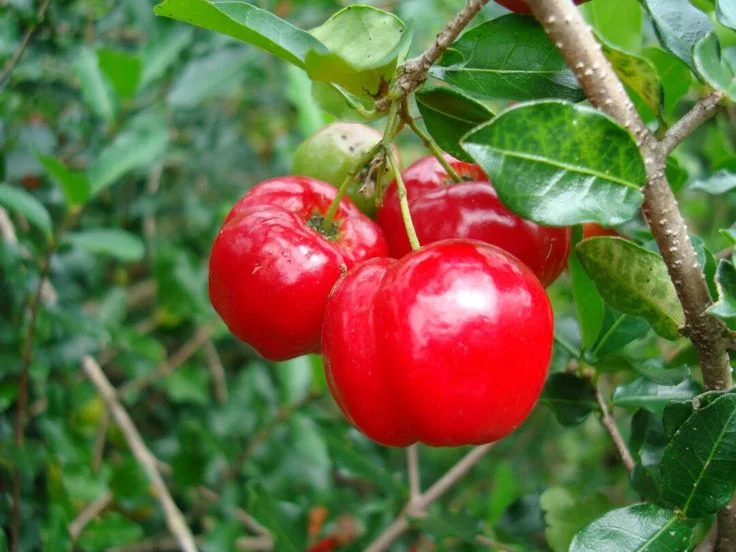 barbados cherry tree