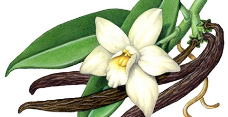 vanilla plant