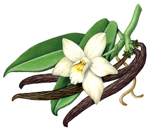 vanilla plant