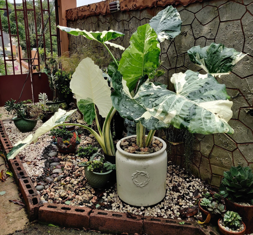 alocasia odora