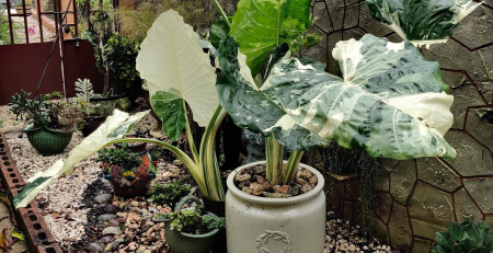 alocasia odora