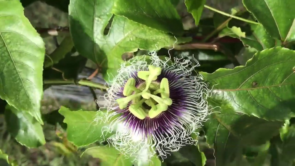 Purple Possum Passion Fruit