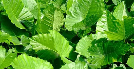 alocasia california