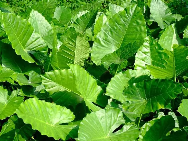 alocasia california