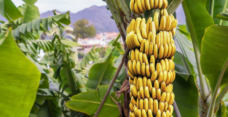 dwarf cavendish banana