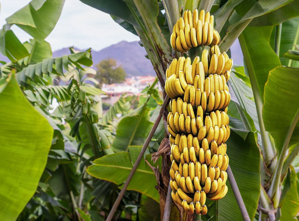 dwarf cavendish banana