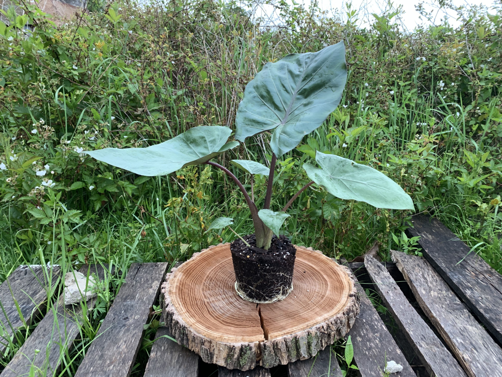 Alocasia Metalhead