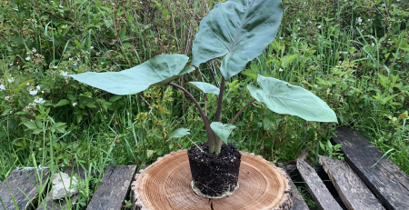 alocasia metalhead