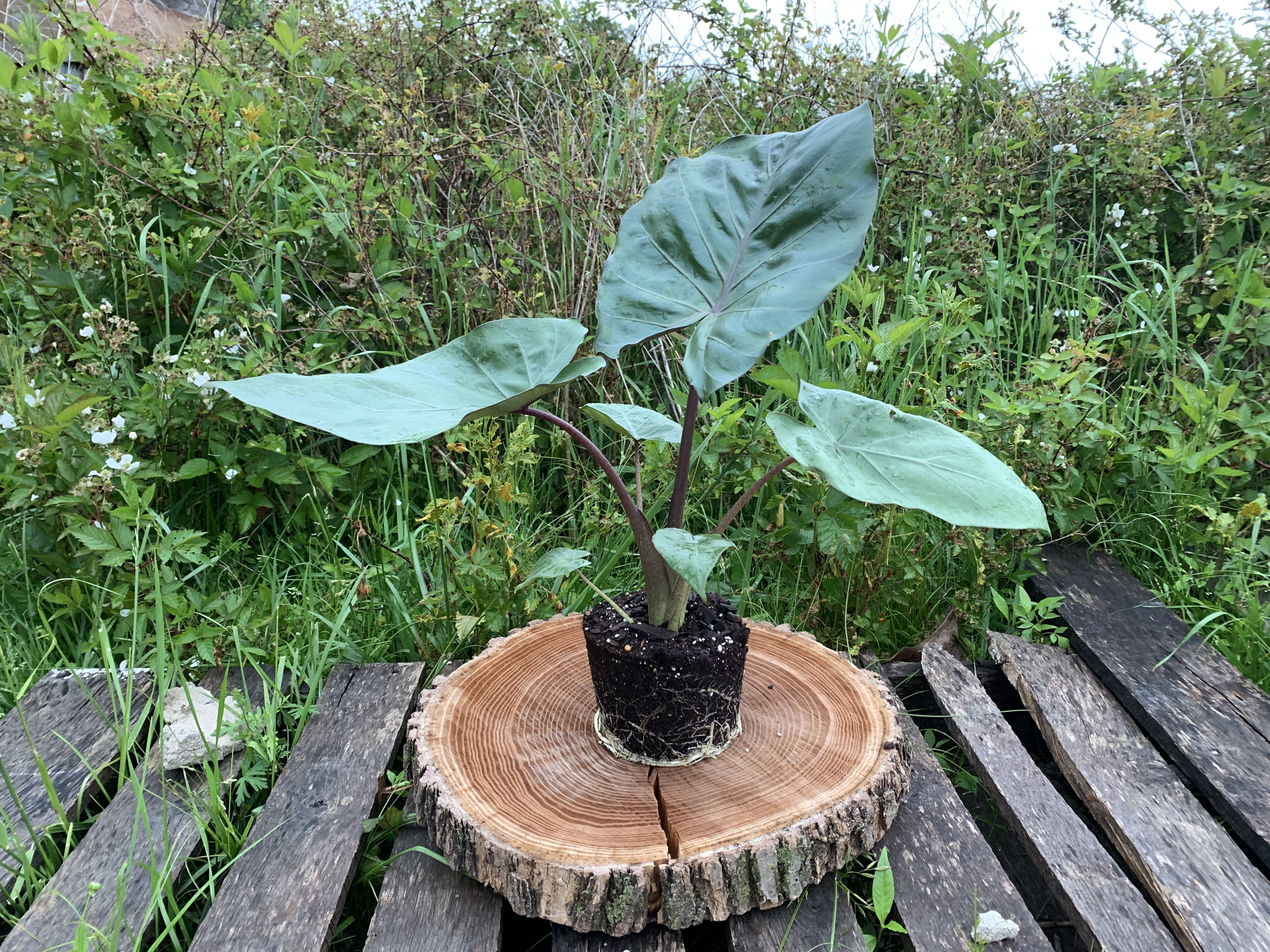 alocasia metalhead