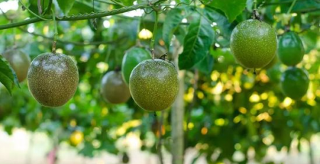 passion fruit vine - TheHofGarden