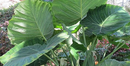 giant elephant ears