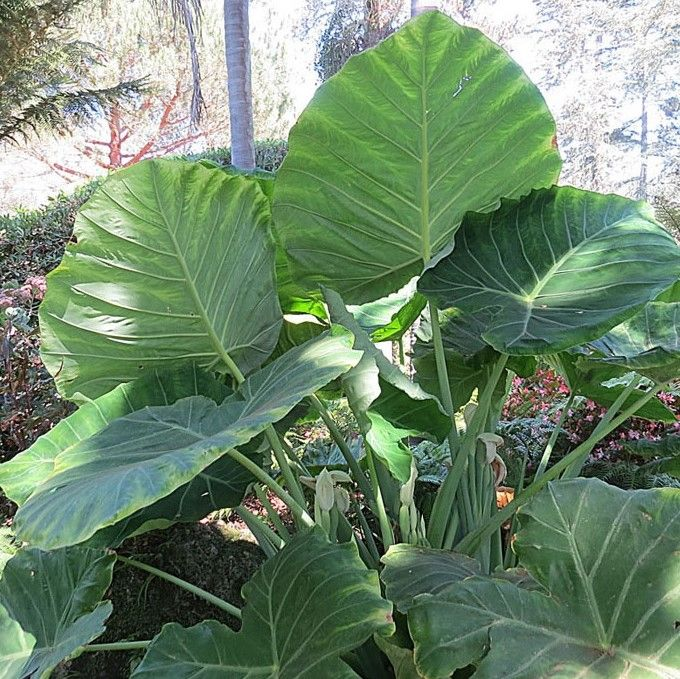 giant elephant ears