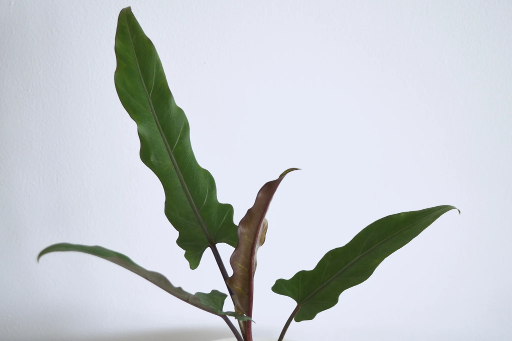 alocasia purple sword