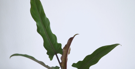 alocasia purple sword - TheHofGarden