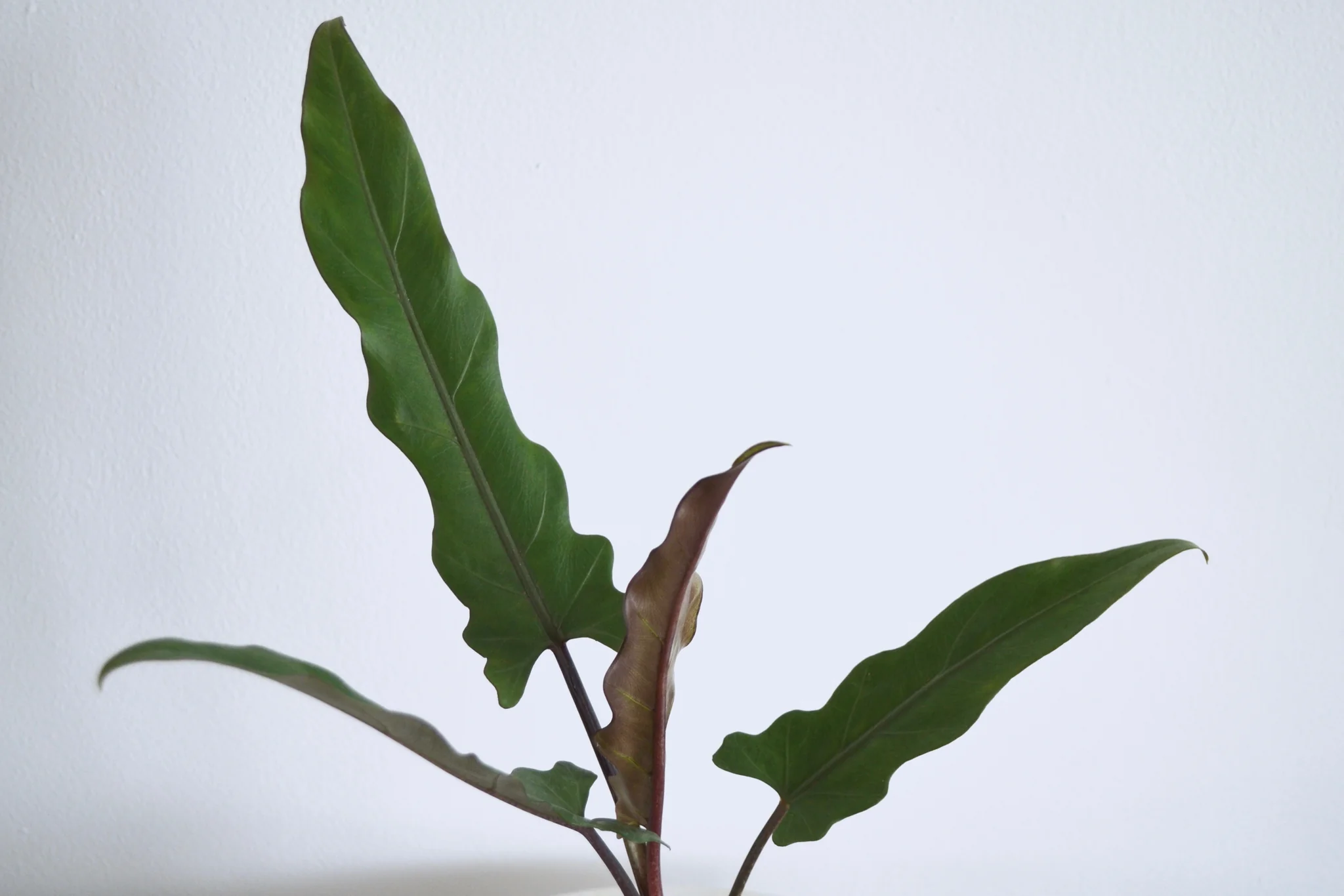 alocasia purple sword - TheHofGarden