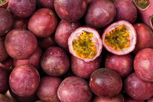 purple passion fruit - TheHofGarden