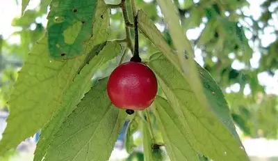 jamaican cherries - TheHofGarden