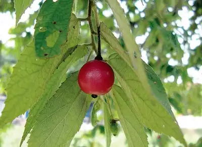 jamaican cherries - TheHofGarden