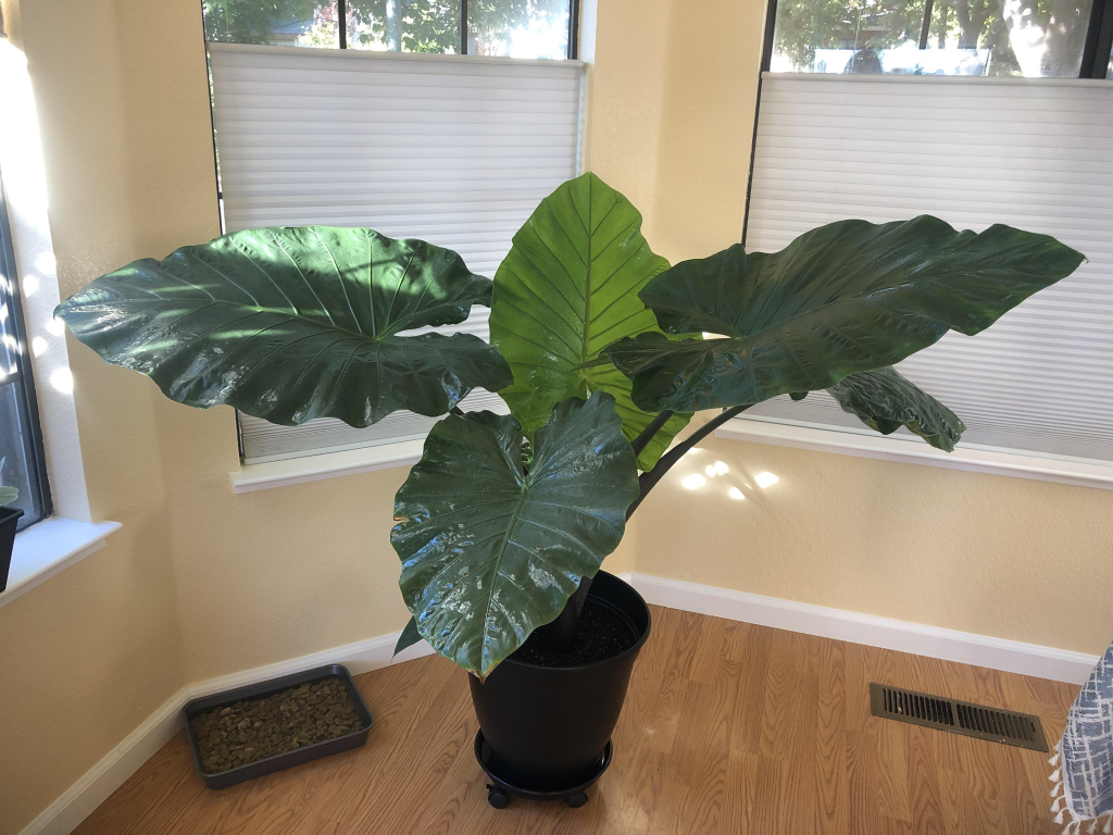 Alocasia Dark Star - TheHofGarden