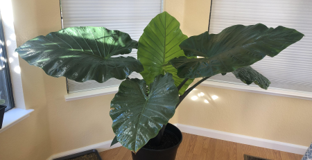 Alocasia Dark Star