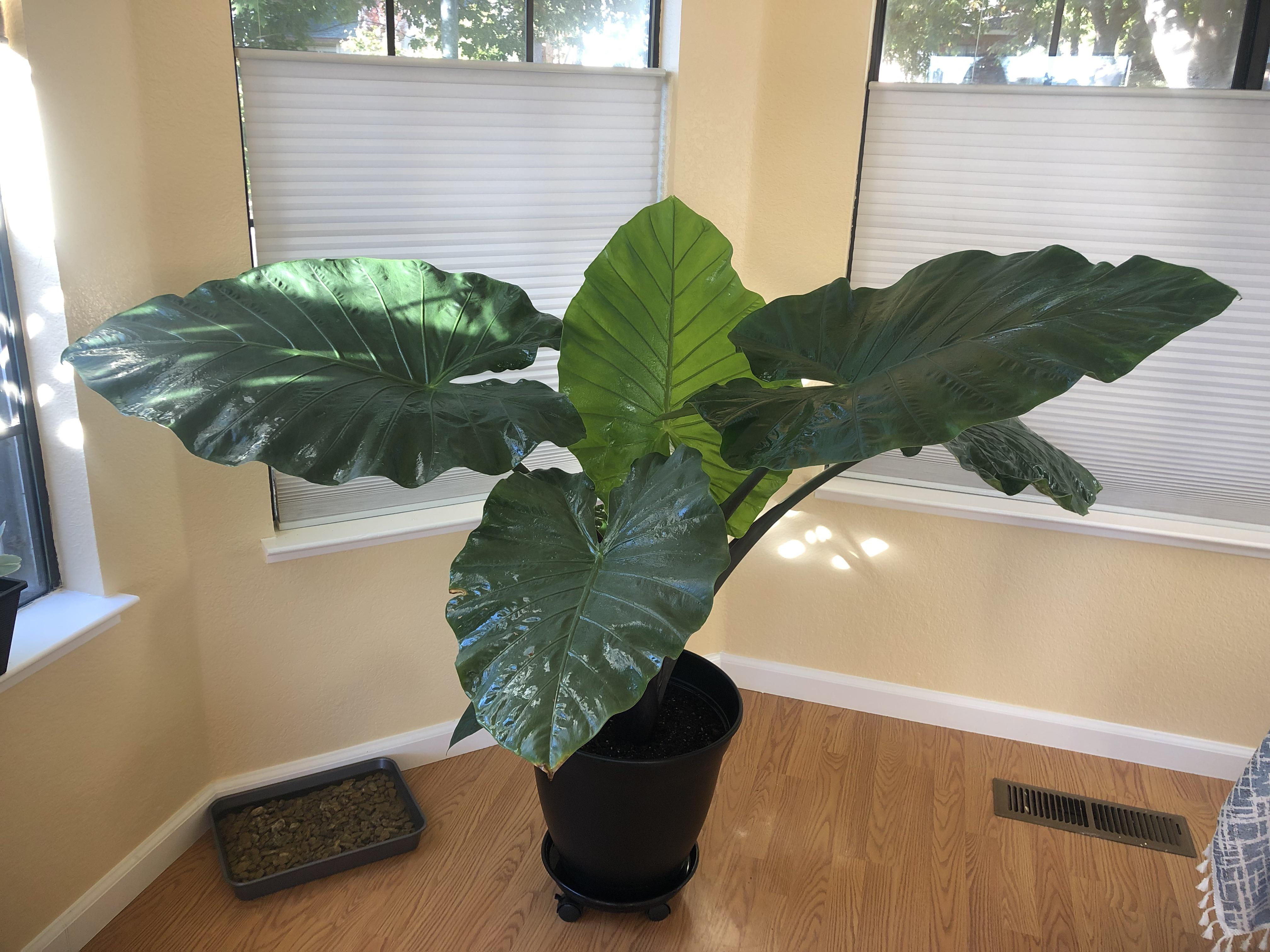 Alocasia Dark Star