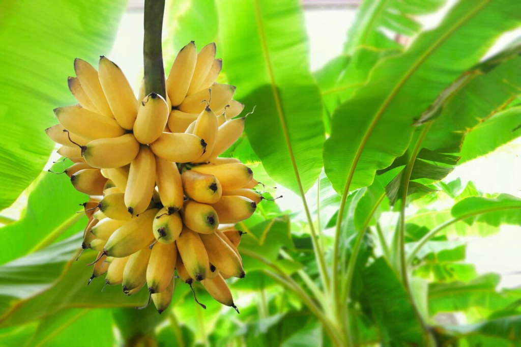 Dwarf Orinoco Banana - TheHofGarden