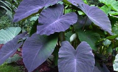 colocasia black magic - TheHofGarden