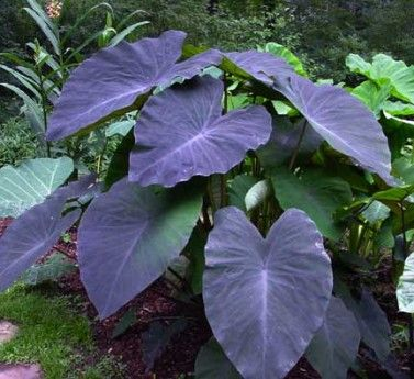 colocasia black magic - TheHofGarden