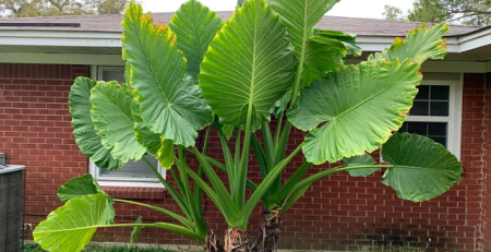 alocasia macrorrhiza - The Hof Garden