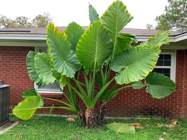 alocasia macrorrhiza - The Hof Garden