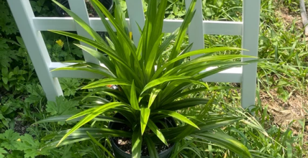 pandan plant - TheHofGarden