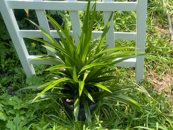 pandan plant - TheHofGarden