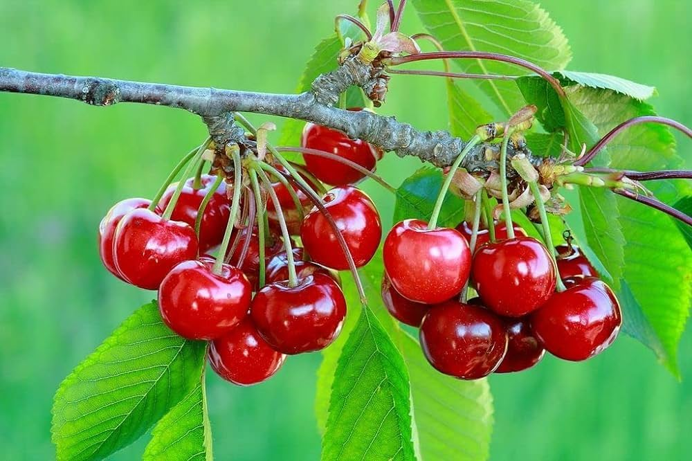 barbados cherry - The Hof Garden