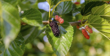 dwarf mulberry tree - TheHofGarden