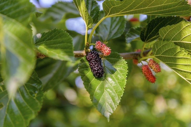 dwarf mulberry tree - TheHofGarden