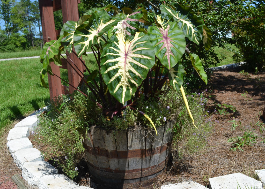 A Complete Guide on Waikiki Elephant Ear 