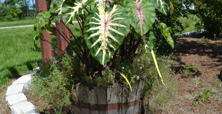 waikiki elephant ear - TheHofGarden