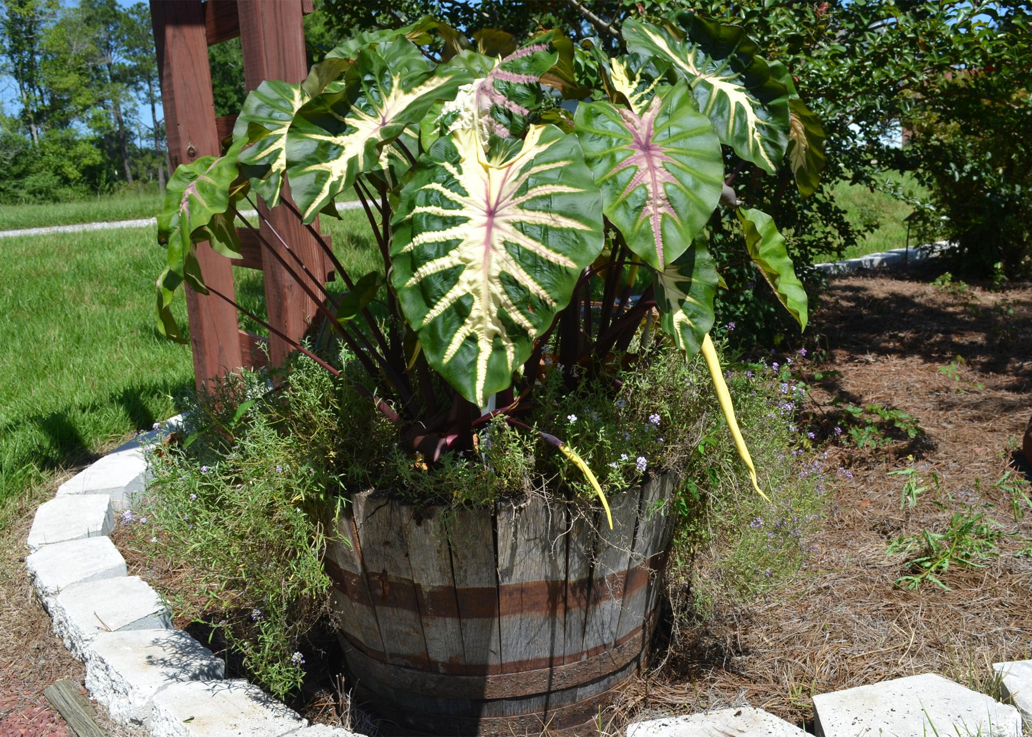 waikiki elephant ear - TheHofGarden