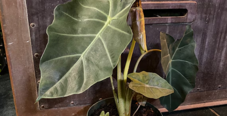 alocasia kuching mask - The Hof Garden