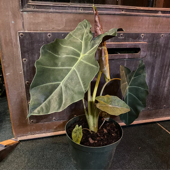 alocasia kuching mask - The Hof Garden